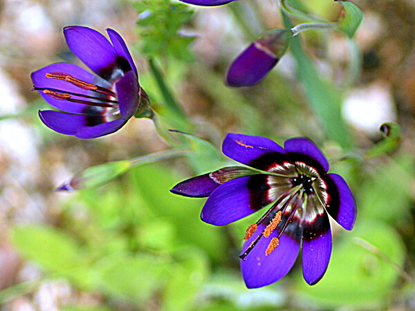 小さい好みの花