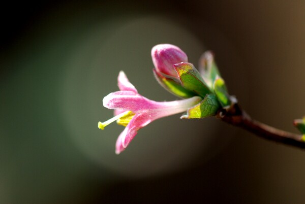 【花のある情景・春】鶯より先に咲いたよ