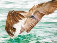 Galápagos Islands 12