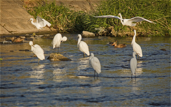 ダイ登場ーー再び