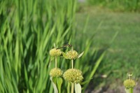 花＆トンボ