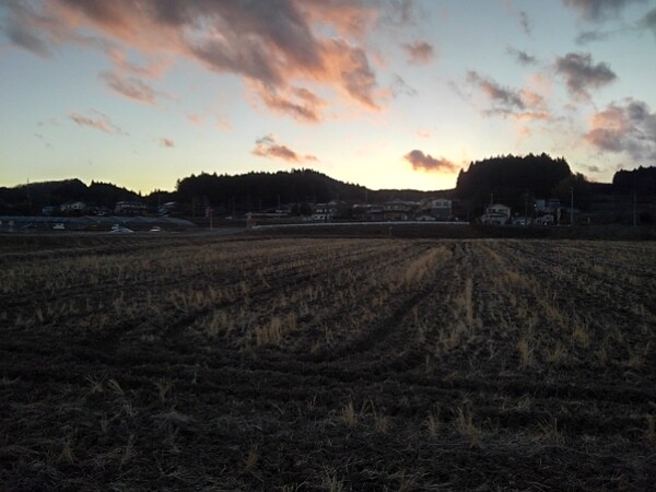 夕方の水田