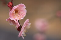 桜色の春