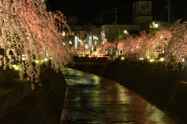 天童　桜のライトアップ