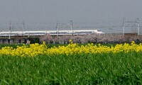 新幹線と春の花