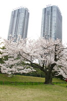 高層マンションと桜