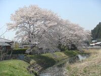 桜の風景