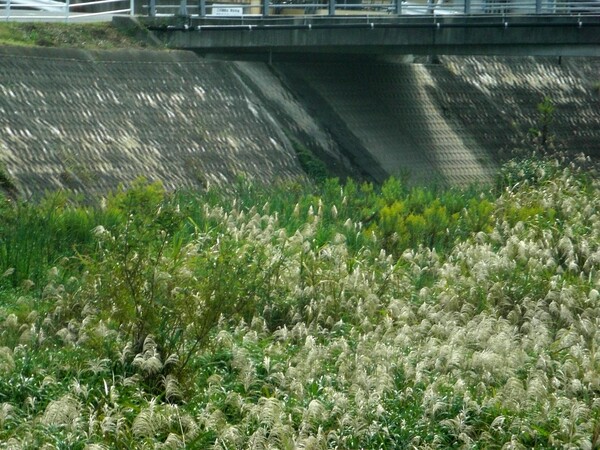 河川敷