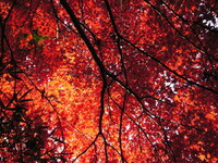 多摩御陵の紅葉です。