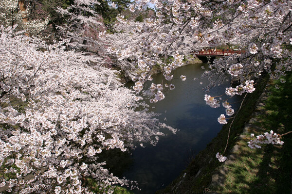 弘前の桜　３