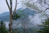 木立ちと山と霧の風景