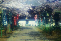 上野のお山の桜