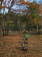 晩秋の公園