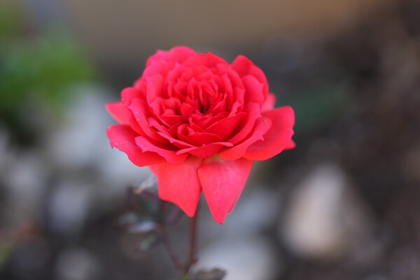 寒中の赤いバラ