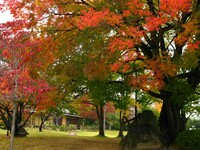 紅葉と茶室