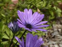 雨の名中の花