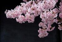 桜花