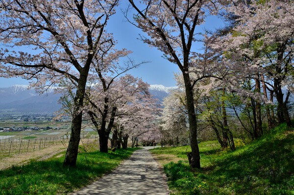 池田町の桜並木