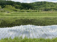 田植えも終わって・・・