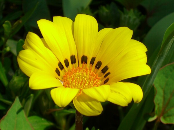 黄色の花-1