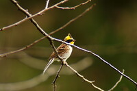 最近は鳥ばかり