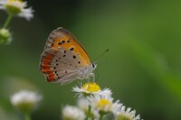 草原の紅小灰蝶