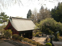妙義神社の山門の桜