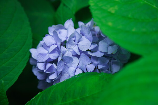 恥ずかしがり屋の紫陽花
