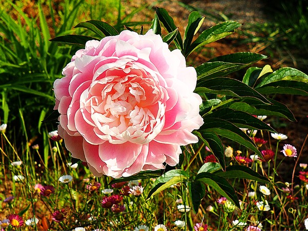 倒れてるシャクヤクの花