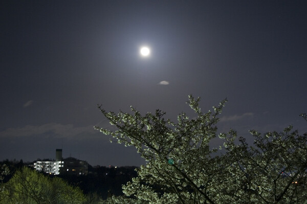 月光と桜