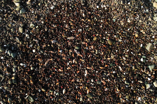 貝殻の浜