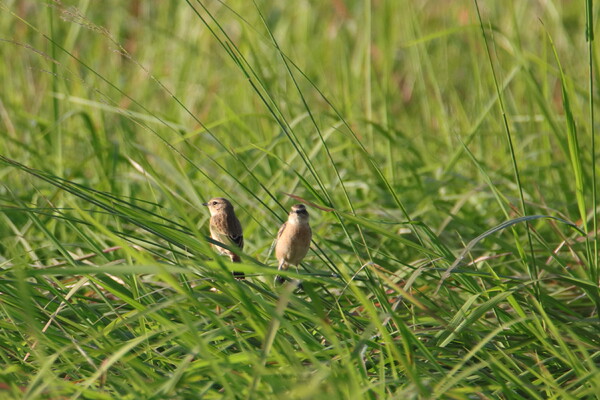 ノビタキ・呉越同舟