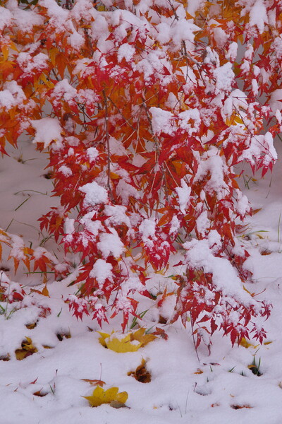 枝垂れ（た）紅葉