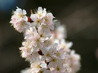 桜・開花