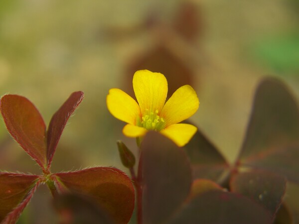 黄色の花-5