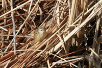 この鳥の名前は？？