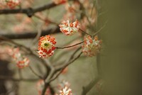 花回廊にて