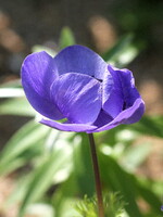 紫色の花　１