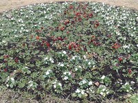 円形パンジー花壇～赤と白