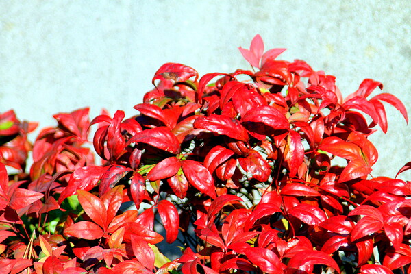 赤い葉のオタフクナンテン