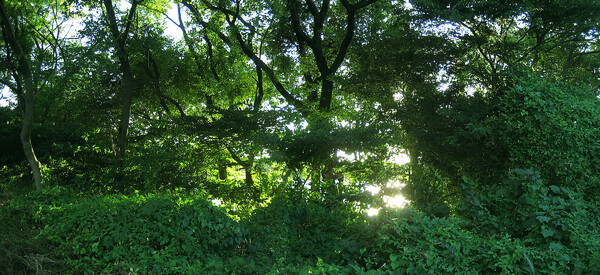 【光】緑輝く淀の森