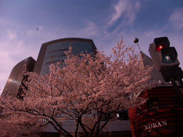 『都会の桜３』