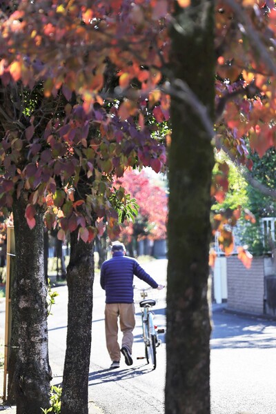 昼下がりの小径