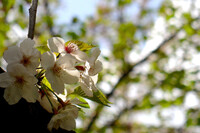 大島川沿いの桜