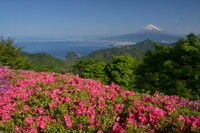 伊豆葛城山ツツジと富士