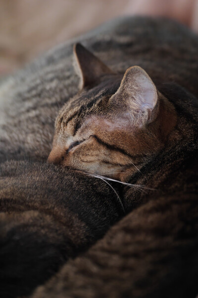 ねこ