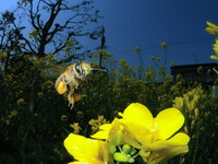 コンデジで撮影したミツバチ