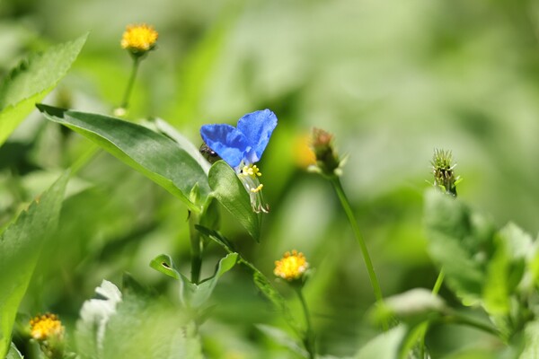 露草の季節