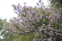 山裾の竹やぶと林の間に咲いた八重桜