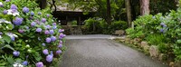 紫陽花寺
